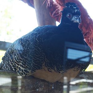 Bare-faced curassow (Crax fasciolata), 2023-05-31