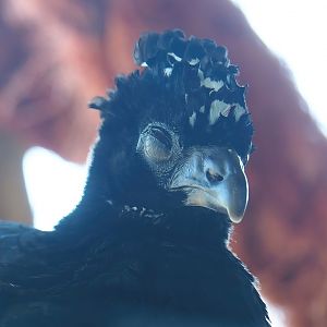 Bare-faced curassow (Crax fasciolata), 2023-05-31