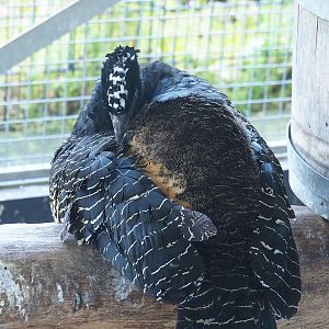 Bare-faced curassow (Crax fasciolata), 2023-05-31