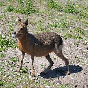 Patagonian mara (Dolichotis patagonum), 2023-05-31