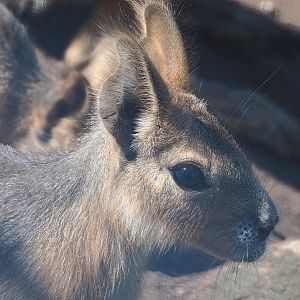 Juvenile Patagonian mara (Dolichotis patagonum), 2023-05-31