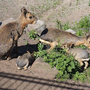 Patagonian maras (Dolichotis patagonum), 2023-05-31