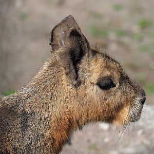 Patagonian mara (Dolichotis patagonum), 2023-05-31
