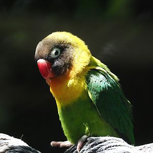 Black-cheeked lovebird (Agapornis nigrigenis), 2023-05-31