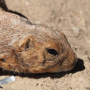 Black-tailed prairie dog (Cynomys ludovicianus), 2023-05-31