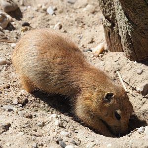 Black-tailed prairie dog (Cynomys ludovicianus), 2023-05-31