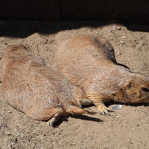 Black-tailed prairie dogs (Cynomys ludovicianus), 2023-05-31