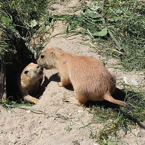 Black-tailed prairie dogs (Cynomys ludovicianus), 2023-05-31