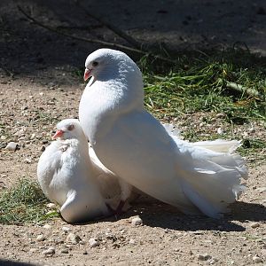 Fantail pigeons (Columba livia domestica), 2023-05-31