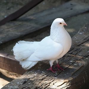 Fantail pigeon (Columba livia domestica), 2023-05-31