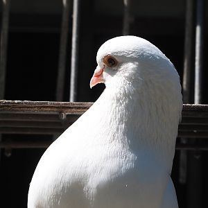 Fantail pigeon (Columba livia domestica), 2023-05-31