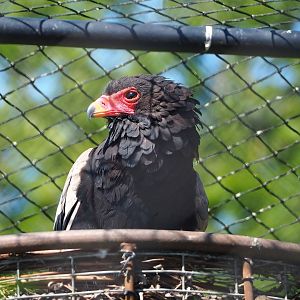 Bateleur eagle (Terathopius ecaudatus), 2023-05-31