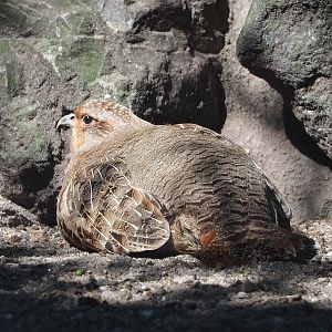 Grey partridge (Perdix perdix), 2023-05-31