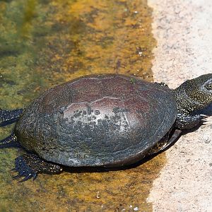 European pond turtle (Emys orbicularis), 2023-05-31