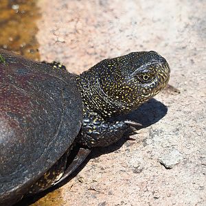 European pond turtle (Emys orbicularis), 2023-05-31
