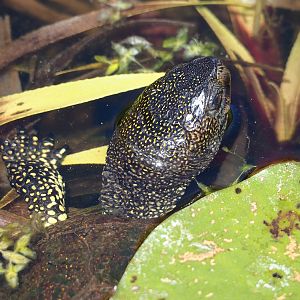 European pond turtle (Emys orbicularis), 2023-05-31