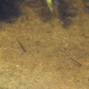 Three-spined stickleback (Gasterosteus aculeatus), 2023-05-31