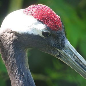 Red-crowned crane (Grus japonensis), 2023-05-31
