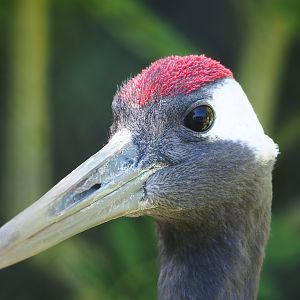 Red-crowned crane (Grus japonensis), 2023-05-31
