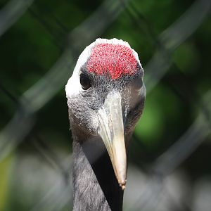 Red-crowned crane (Grus japonensis), 2023-05-31