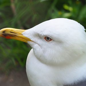 Lesser black-backed gull (Larus fuscus), 2023-05-31