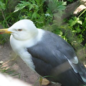 Lesser black-backed gull (Larus fuscus), 2023-05-31