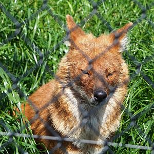 Chinese dhole (Cuon alpinus lepturus), 2023-05-31