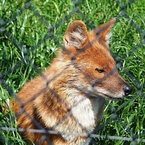 Chinese dhole (Cuon alpinus lepturus), 2023-05-31