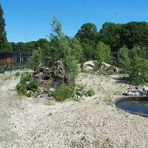 African wild dog exhibit, 2023-05-31