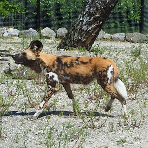African wild dog (Lycaon pictus), 2023-05-31
