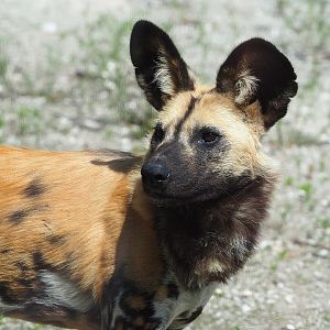 African wild dog (Lycaon pictus), 2023-05-31