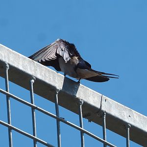 Wild Barn swallow (Hirundo rustica), 2023-05-31