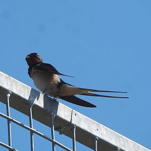 Wild Barn swallow (Hirundo rustica), 2023-05-31