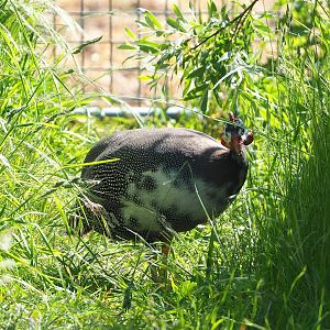 Domestic helmeted guineafowl (Numida meleagris), 2023-05-31