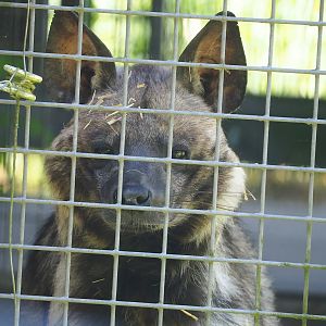 East African Striped hyena (Hyaena hyaena dubbah), 2023-05-31