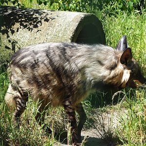East African Striped hyena (Hyaena hyaena dubbah), 2023-05-31