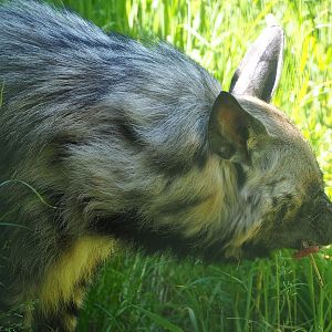 East African Striped hyena (Hyaena hyaena dubbah), 2023-05-31