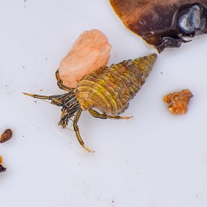Striped-leg Hermit Crab, Clibanarius taeniatus