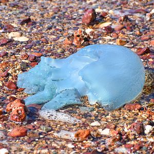 Blue Blubber, Catostylus mosaicus
