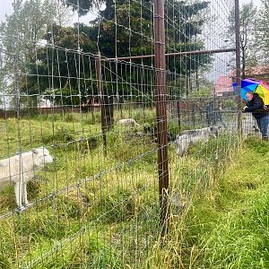 Gray Wolves and Guests