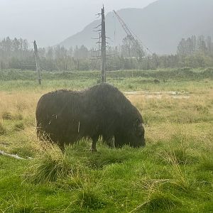 Muskox