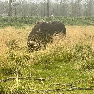 Muskox