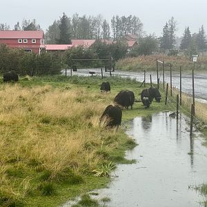 Muskox Exhibit