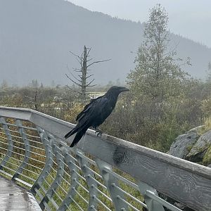 Common Raven