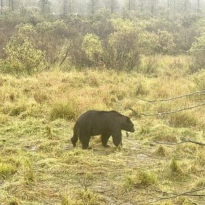 Brown Bear and Magpie