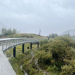 Black Bear from walkway