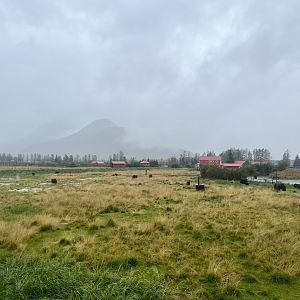 Muskox Exhibit Expansive View