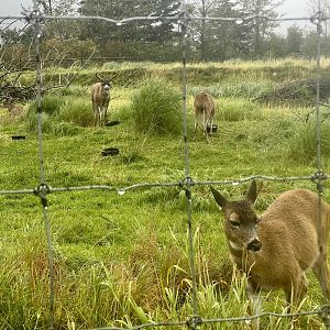 Sitka Blacktail Deer