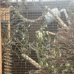 American Red Squirrel