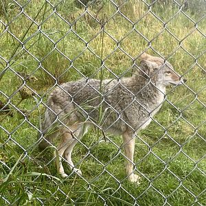 Coyote